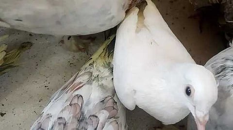 RMD Dove