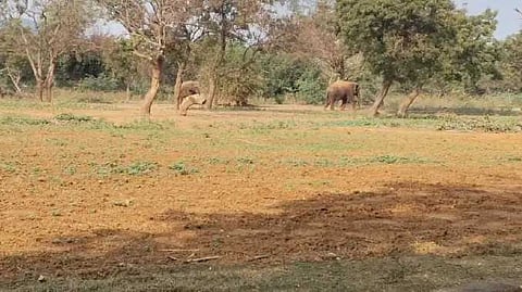 Vandaloor zoo
