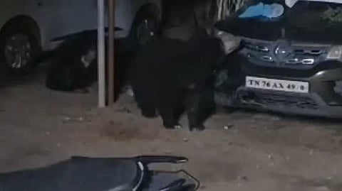 tnl bear