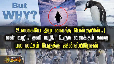 The penguin