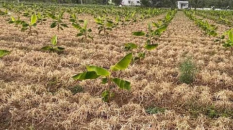CBE Paddy issue