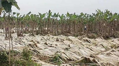 TNJ Banana fiber