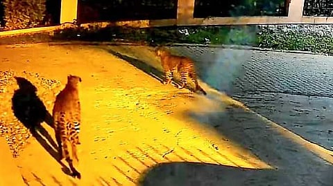 nil cheeta