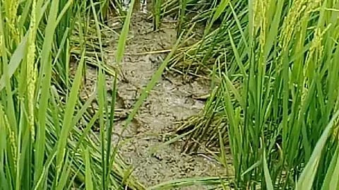 TVR Paddy issue