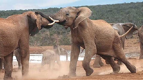 elephant