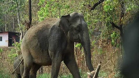 Elephant
