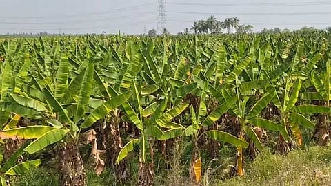 Banan leaf price
