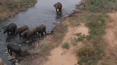ERD Elephant