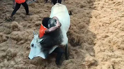 ஜல்லிக்கட்டு போட்டி