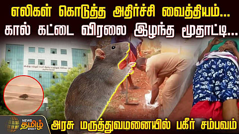 எலிகள் கொடுத்த அதிர்ச்சி வைத்தியம், கால் கட்டைவிரலை இழந்த மூதாட்டி