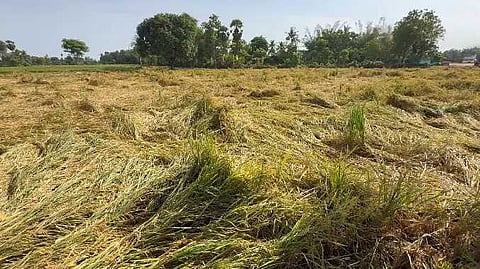 குறுவை நெற்பயிர்கள்