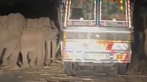 யானைகள்