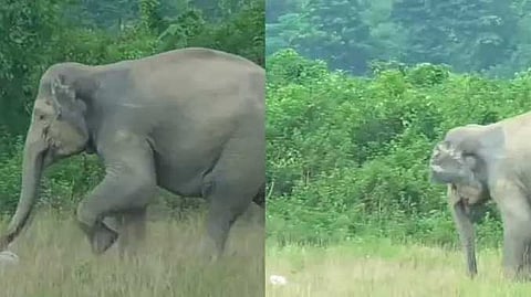 காட்டு யானை