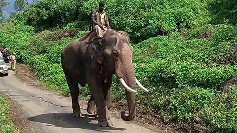 கும்கி யானை