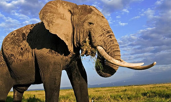 Global Body Suspends Delhi Zoo Membership Amid Concern Over African Elephant's Welfare