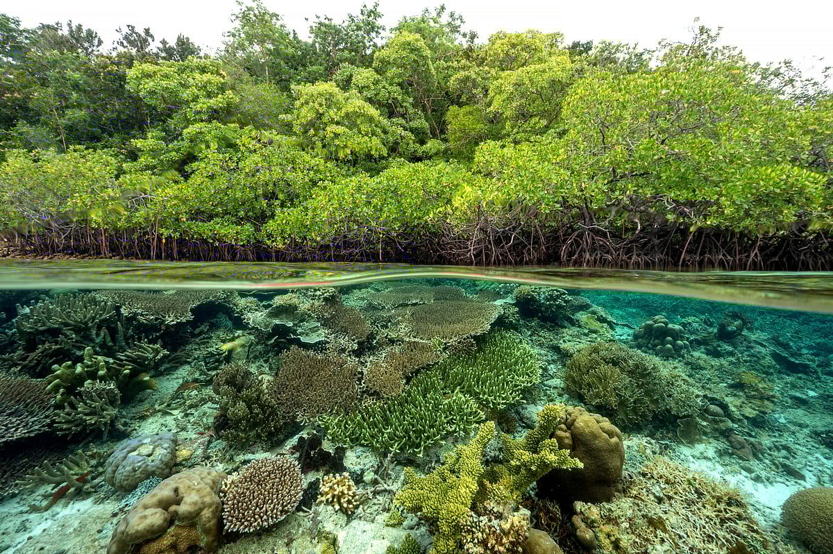 by shutterstock : Biodiversity