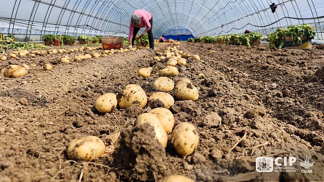 Rising Temperatures Can Halve Potato Yield, Scientists in China Find Ways to Save Them