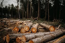 EU Pushes Back Deforestation Law by Year after Outcry from Global Producers
