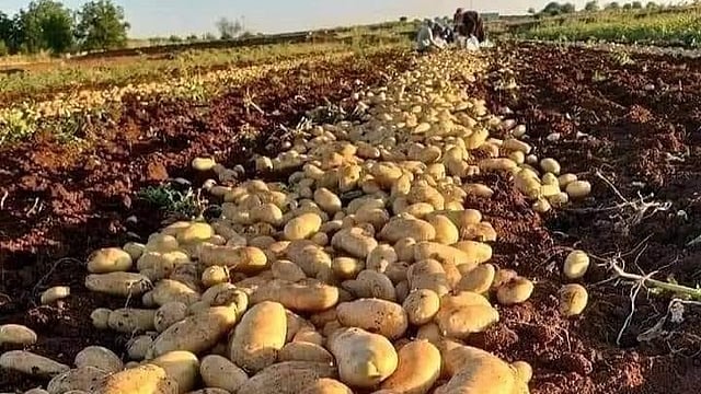 Heat-resistant Potatoes and How They Can Be a Game Changer for India, US