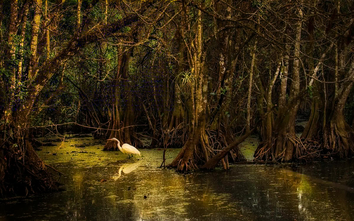 Photo by Ray Bilcliff : According to some estimates, mangroves sequester approximately 3 per cent of the world’s tropical forest carbon.