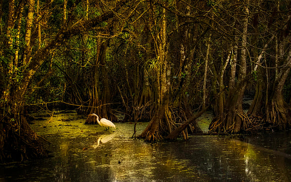 Is India's Mangrove Cover Shrinking? Here's All You Need To Know