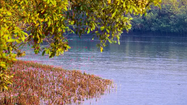 How Climate Change is Impacting the Biodiversity-rich Region of Sundarbans