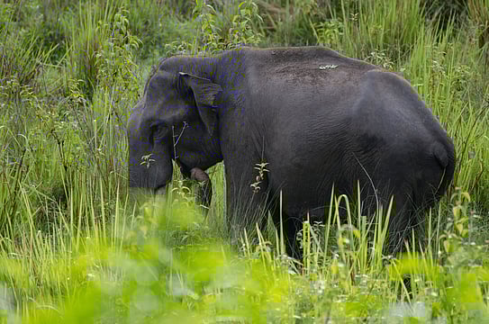 Kerala Forest Act Amendments: Why the Proposed Bill is Causing a Stir