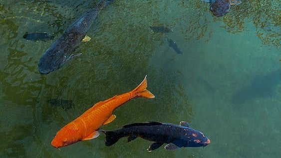 Photo by Jill Burrow : Freshwater Species