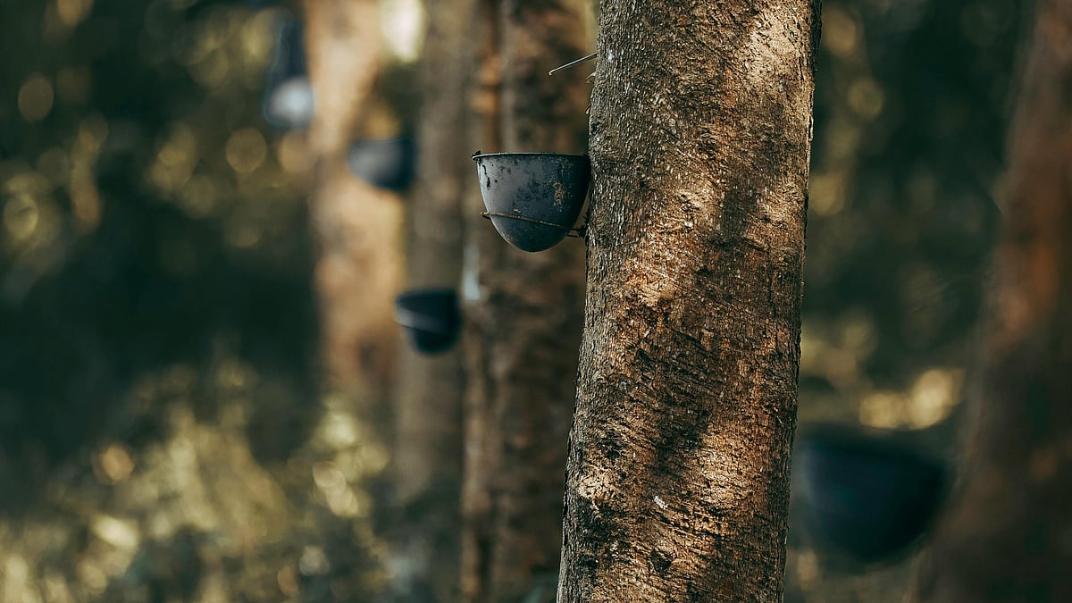 Photo by el jusuf : Rubber Cultivation