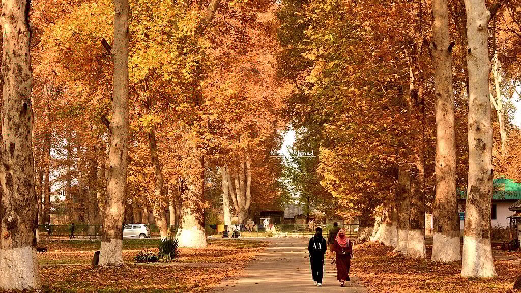 X/@Nissarjourno : Iconic Chinar Trees of Kashmir