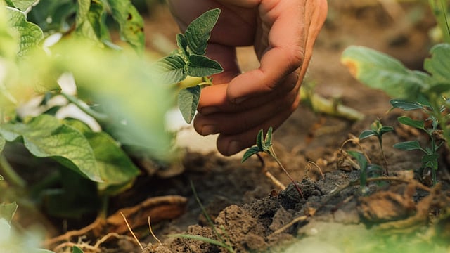 Cutting NO2 Emissions from Indian Farms Could Save $800 Million, Why It’s Crucial?
