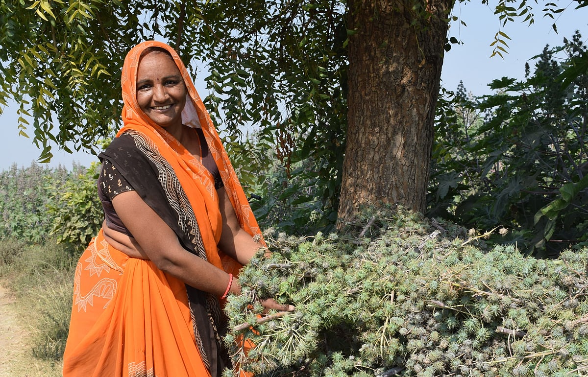 Sustainable Castor Association : Sustainable practices to help boost castor oil exports to $2.5bn by 2030