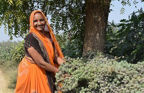 Sustainable Practices to Help Boost Castor Oil Exports to $2.5bn by 2030: SCA