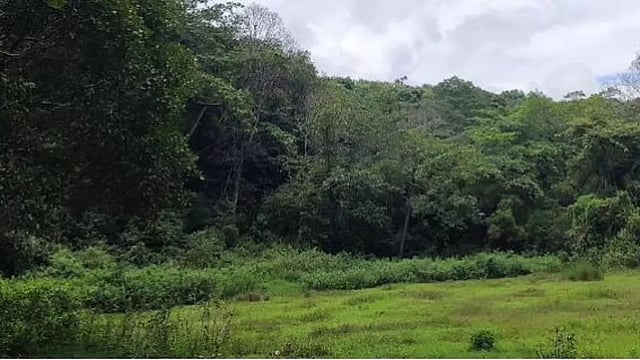 India’s Green Cover Absorbs More Carbon Than It Emits: What About Its Climate Commitments?