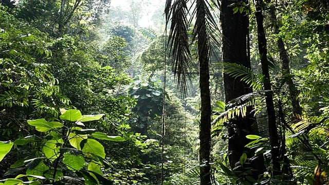 Countries to Push for $200Bn Nature Finance Deal at COP16 Amid Half Failing to Meet Biodiversity Targets