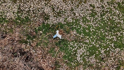 16th United Nations Biodiversity Conference (COP16)