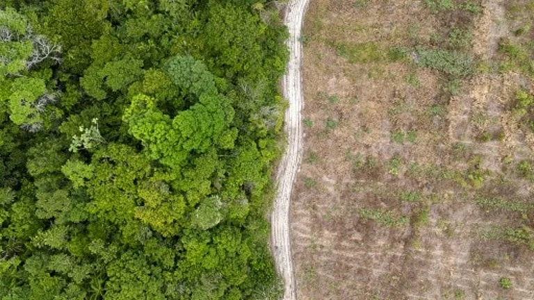 Amazon Rainforest - null