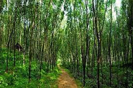 210 Crore Trees Planted Across UP in 8 Years; State's Forest Cover Has Increased: CM