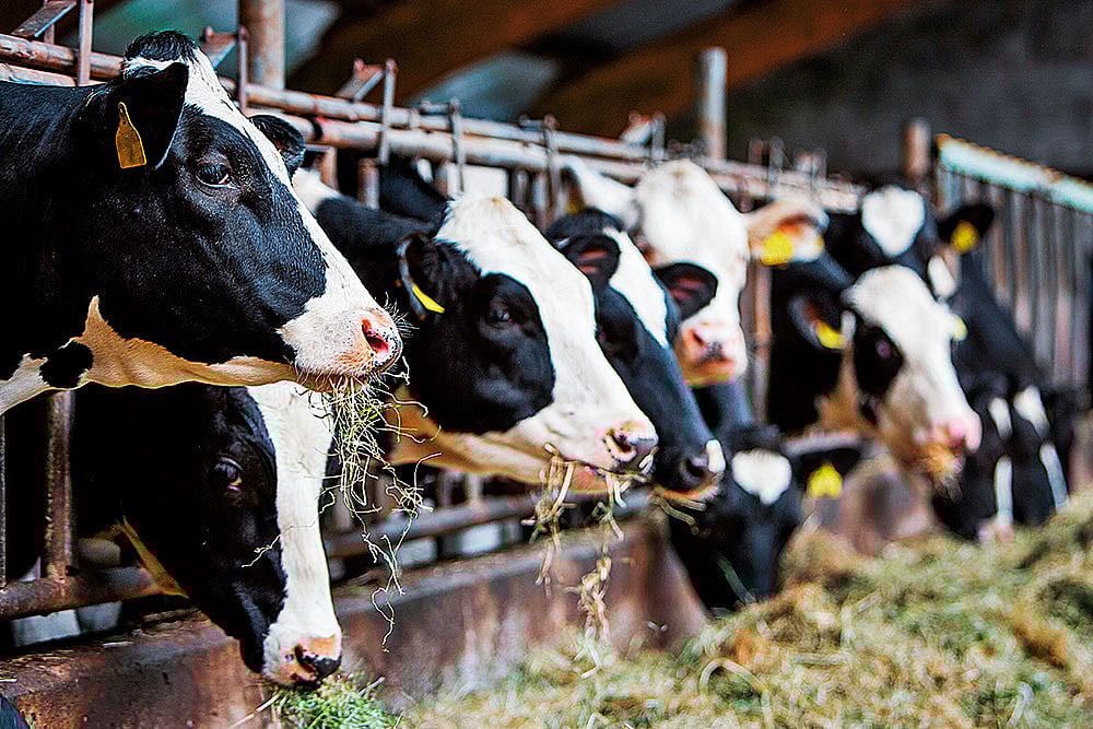 Dairy will be a sticking point during India-NZ trade talks