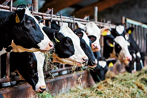 Dairy will be a sticking point during India-NZ trade talks