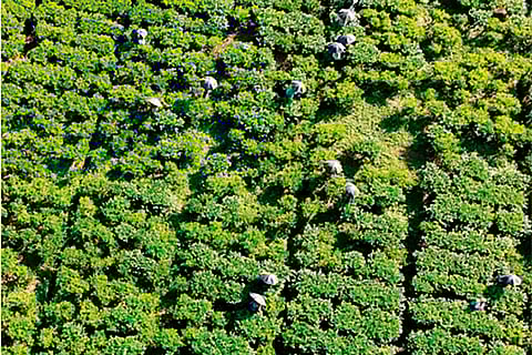 Assam Tea Gardens: Where Tradition Meets Flavour