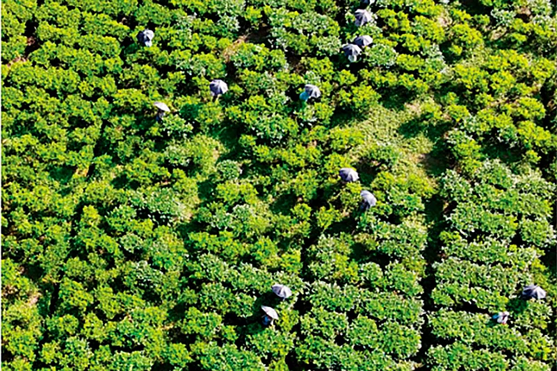 Assam Tea Gardens: Where Tradition Meets Flavour