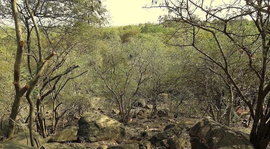 X/@badjoby : Hyderabad University students protest against Telangana government’s decision of clearing  400 acres of forest land in Kancha Gachibowli.