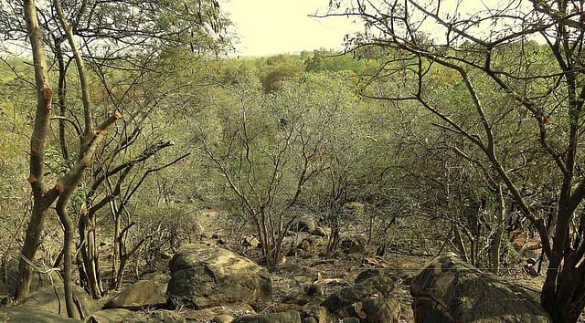 Telangana Govt Clears ‘Forest’ Land Amid Hyderabad University Protest: What Does This Mean for Environment?