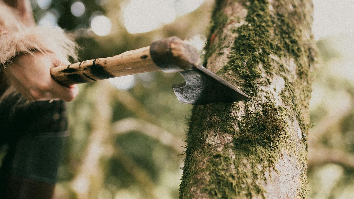 The Supreme Court has stepped in to halt the ongoing deforestation in Hyderabads Kancha Gachibowli