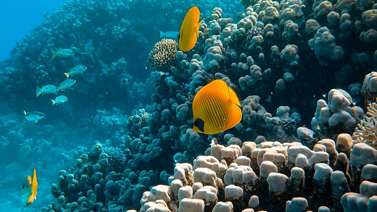 Similar species existed across the planet 252 millions after the Earth’s largest extinction event - Photo by Francesco Ungaro