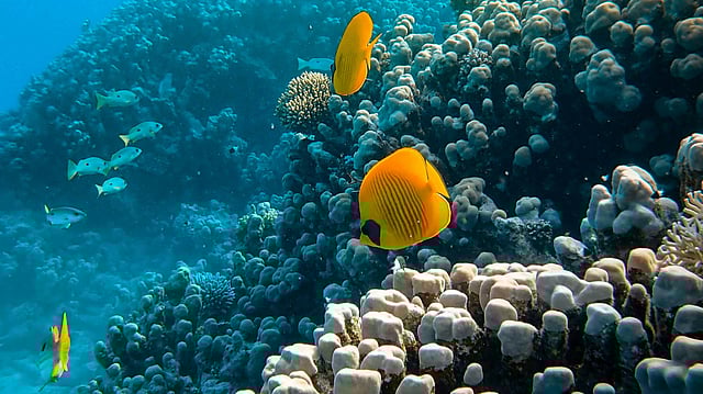 Why Global Marine Species Became Similar After Earth's Worst Extinction? Explained