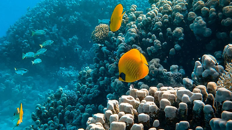 Photo by Francesco Ungaro