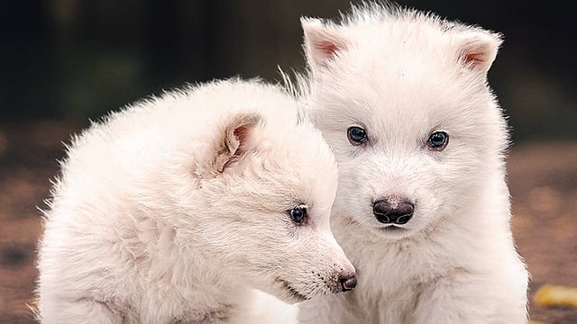 Dire Wolves Resurrected: How Scientists Brought Them Back to Life?