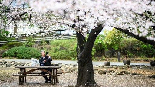 AI Tool Aims to Help Conserve Japan's Cherry Trees